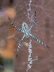 A female Argiope spider in a web by a wood fence