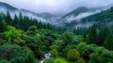 Lush Green Rainforest with Misty Morning Fog and Mountainous Backdrop