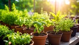 Lush green herbs thrive in terracotta pots, bathed in sunlight