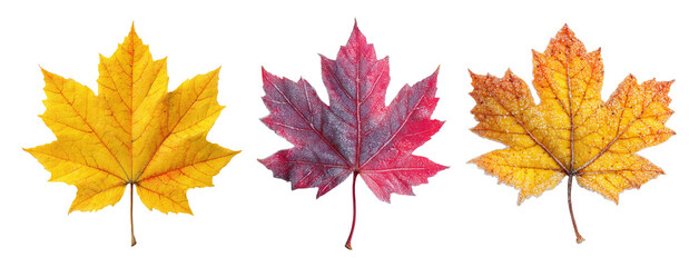 Wall Mural - Three maple leaves in yellow, red and orange autumn colors, isolated on transparent background