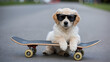 © Javeria ali  - adorable small puppy dog riding skateboard outdoors on road playful funny pet lifestyle animal training concept active young dog portrait with skateboard urban cute vibe
