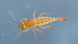 Water Flea Cladocera Tiny crustaceans used as live feed