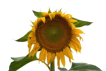 Wall Mural - A vibrant sunflower with a detailed display of its seeds against a muted green backdrop. background removed
