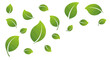 © GedhangKlutuk - Scattered fresh green leaves floating in the air on a white background. Vector Illustrations. EPS Editable