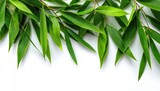 Fresh green bamboo leaves border on white