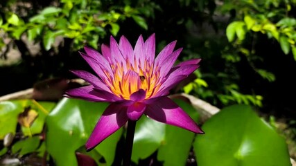 Wall Mural - Pink lotus in pond , outdoor Chiangmai Thailand	