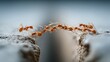 © Cariszzzz - Ant Bridge: A group of ants form a bridge across a gap, showcasing their teamwork and determination. This image shows the beauty of cooperation and the power of unity.