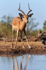 Wall Mural - Impala drinking in the early morning at a waterhole in Mashatu Game Reserve in the Tuli Block in Botswana