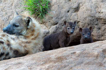 Wall Mural - Spotted Hyena cub at the den. The hyena mother was nursing her curious cubs at the den with sunrise in Sabi Sands Game Reserve in South Africa