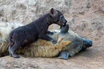 Wall Mural - Spotted Hyena cub at the den. The hyena mother was nursing her curious cubs at the den with sunrise in Sabi Sands Game Reserve in South Africa