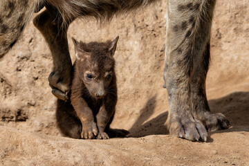 Wall Mural - Spotted Hyena cub at the den. The hyena mother was nursing her curious cubs at the den with sunrise in Sabi Sands Game Reserve in South Africa