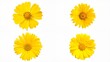 © sama - Four yellow flowers on a white background illustration layers colorful design cartoonish expression style creative frame composition gesture elements figure depth motion backgrounds