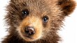 © traitip - Baby bear cub floating gently with lovely expression against bright white background