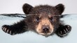 © traitip - Baby bear cub floating gently with lovely expression against bright white background