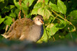 © in_colors - Close-up of a young common moorhen