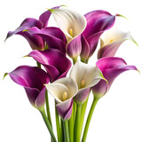 A bouquet of purple and white calla lilies isolated on transparent background