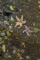 Wall Mural - starfish on beach in petropavlovsk-kamchatsky city
