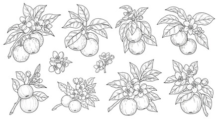 Various arrangements of apples on branches with leaves in a decorative line drawing style.
