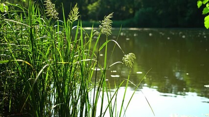 Wall Mural - Close-up handheld shot of tall reeds swaying subtly at the calm pond's edge under dappled sunlight detail, handheld, plants