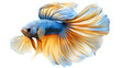© najma - A photorealistic betta fish in motion, long flowing fins in metallic blue and gold, isolated against a white background.  png