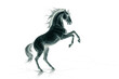 © Mirala - Majestic black horse rearing in dynamic pose with flowing mane and elegant stance