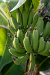 © Vilma - Close-up of a green banana bunch growing on a tree with tropical leaves in the background. Fresh unripe bananas in natural daylight, symbol of agriculture, healthy food, and tropical fruits