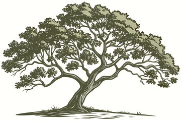 realistic teak tree illustration vector graphic scalable nature foliage organic design