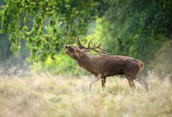 Wall Mural - Deer male buck ( Cervus elaphus ) during rut