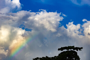 Wall Mural - Rainbow in the sky and silhouettes of birds on the tree