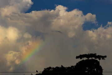 Wall Mural - Rainbow in the sky and silhouettes of birds on the tree
