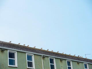 Wall Mural - The sky is cloudy and the sun is setting. There are many birds on the roof of the building sitting in a line. Seagull team on look out position.