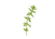 © Nicolas - Isolated oregano sprig with water droplets, fresh and aromatic herb for cooking and flavoring