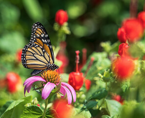 Wall Mural - Monarch butterfly (Danaus plexippus) feeding on Purple Coneflower in a pollinator garden. Red Turk's Cap flowers in the background.