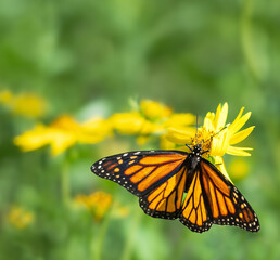 Wall Mural - Migrating Monarch butterfly (Danaus plexippus) feeding on Golden Crownbeard flowers in Texas autumn. Copy space.
