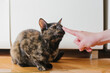 © YAROVA - Person Touching Tortoiseshell Cat's Nose, Curious cat booping finger at home — training, socialization, adoption promo