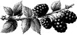 © Artem - Vintage blackberry branch with leaves engraving for retro design and decor