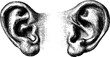 © Artem - Vintage engraving of human ear outer shape for design and education