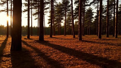 Wall Mural - Long shadows dramatically stretching across a serene pine forest floor as the sun moves across the sky in a beautiful timelapse green, conifers, across the sky