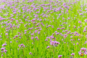 Wall Mural - Verbena bonariensis flowers, Argentinian Vervain or Purpletop Vervain, Clustertop Vervain, Tall Verbena, Pretty Verbena, in garden