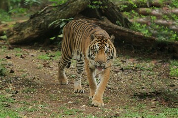 Wall Mural - a sumatran tiger is seen walking in the bushes