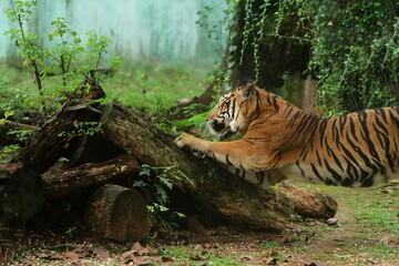 Wall Mural - side view of a sumatran tiger scratching wood