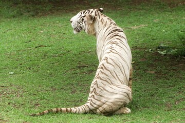 Wall Mural - a white tiger sitting on the grass looking around