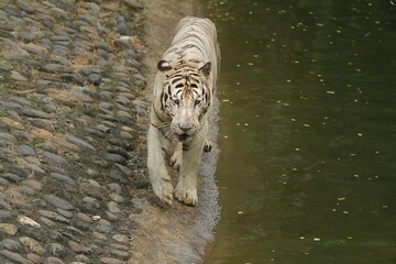 Wall Mural - a white tiger walks on the rocks at the edge of the pool while looking ahead