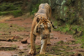 Wall Mural - a Sumatran tiger is seen walking on the rocks