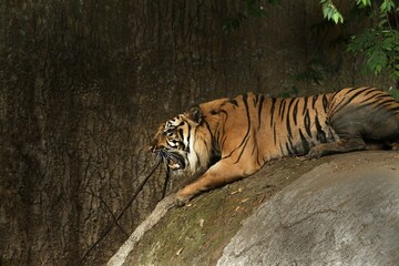 Wall Mural - side view of a sumatran tiger lying on a rock growling
