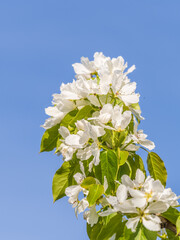 Wall Mural - apple tree branches with white flowers on a background of blue clear sky.