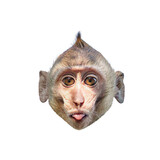 Close-up front view of a Macaca or brown monkey head, showing the face, eyes, nose, ears. It stare and sticks out its tongue. Isolated on white background, clipping path, transparent for creative.