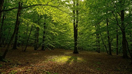 Wall Mural - Mesmerizing timelapse of sunlight dappling through dense forest canopy, creating shifting patterns on the ground below forest, sunlight dappling, spiritual