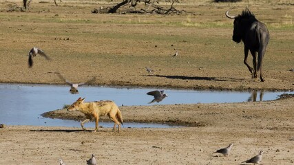 Wall Mural - A black-backed jackal (Canis mesomelas) hunting Cape turtle doves at a waterhole, Kalahari desert, South Africa