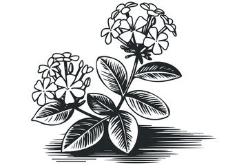Wall Mural - Black and White Line Drawing of Flowering Plant Branch. Vector hand drawn illustration